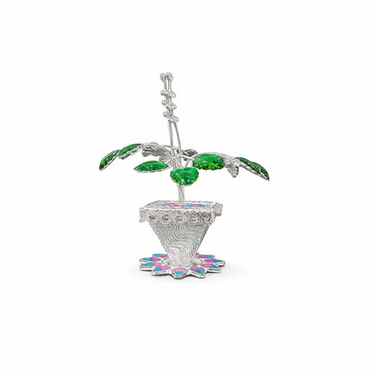 Shivora Traditional Tulsi Plant