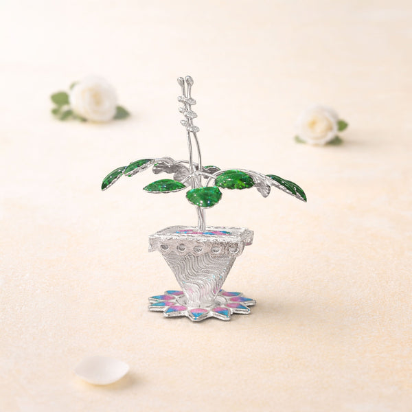Shivora Traditional Tulsi Plant