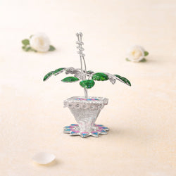 Shivora Traditional Tulsi Plant