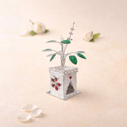 Shivora Elegant Silver Tulsi Plant