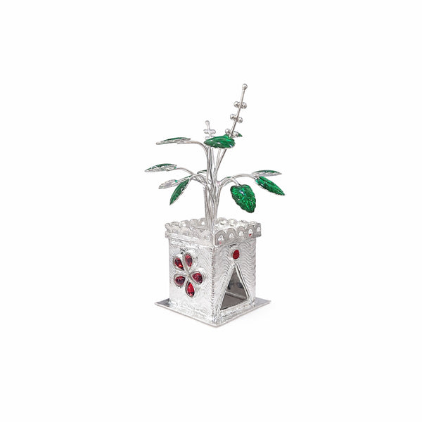 Shivora Elegant Silver Tulsi Plant